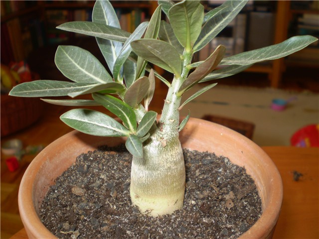 adenium